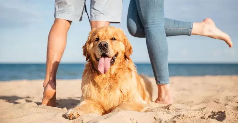 Villas qui acceptent les animaux