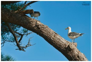 Villas &agrave; la Costa Brava