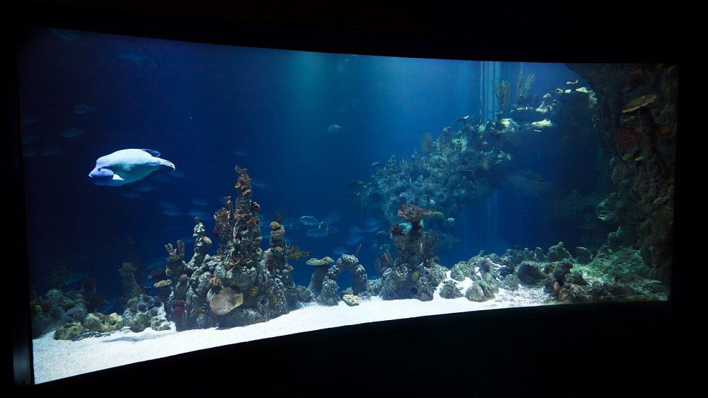 Bateau à fond de verre comme un aquarium en mer